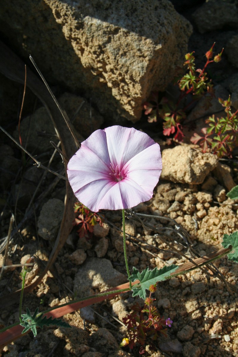 Convolvulus althaeoides, Mallowleaved Bindweed